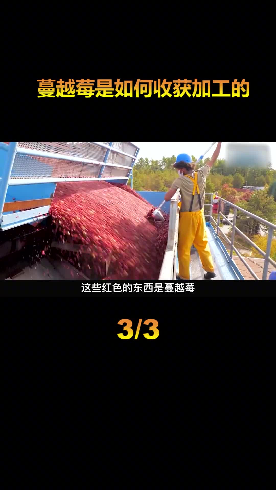 蔓越莓是如何收获的把整个农田淹没再采摘看起来非常解压