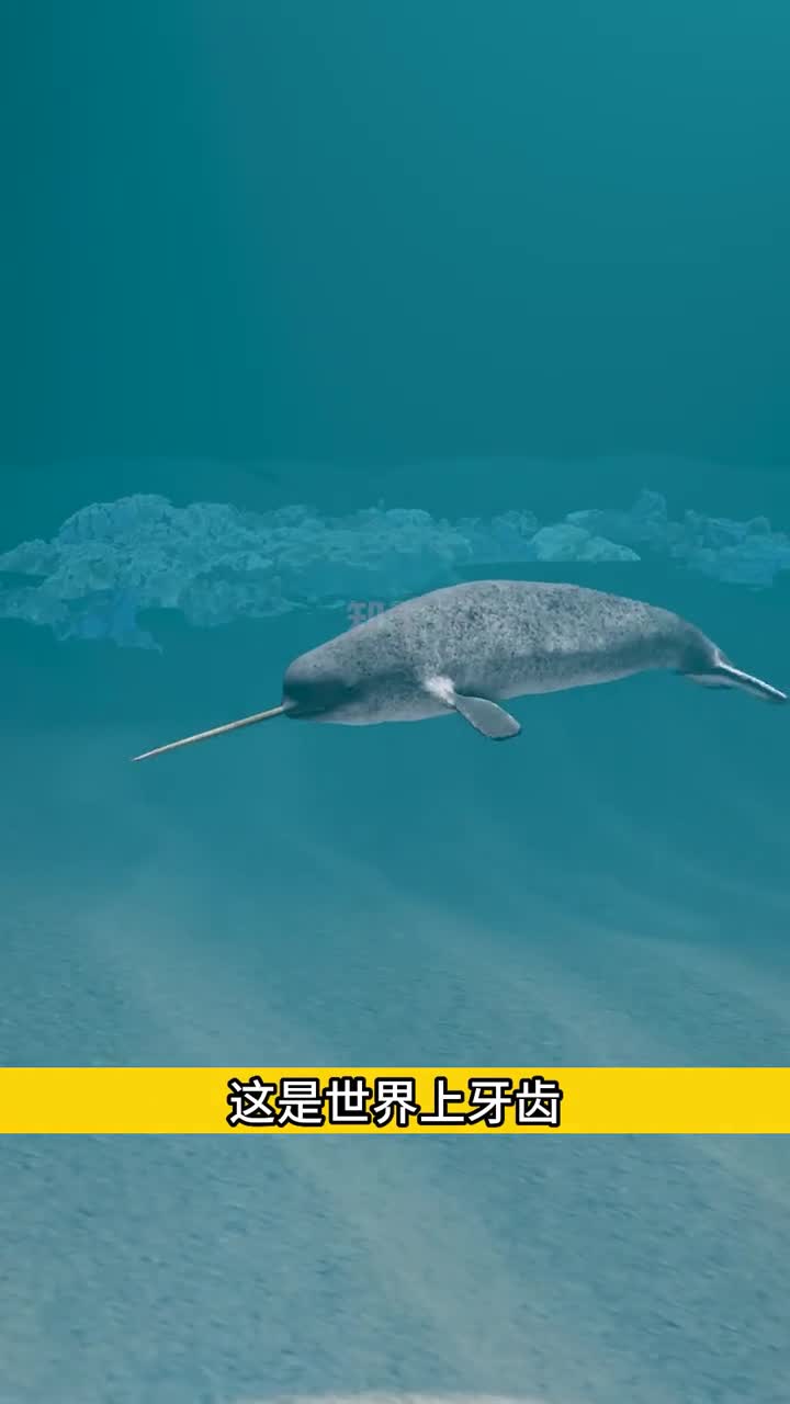 一角鲸凸出来的角解释