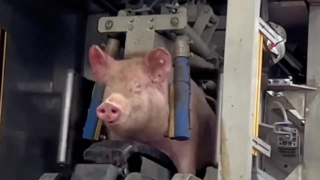 这个超大的原切猪肉脯你吃过吗肉质紧实有嚼劲简直太过瘾了