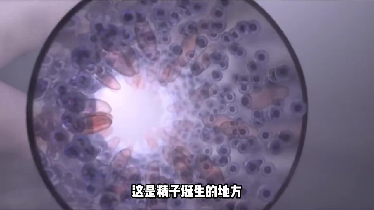 人体受孕过程充满了奇迹