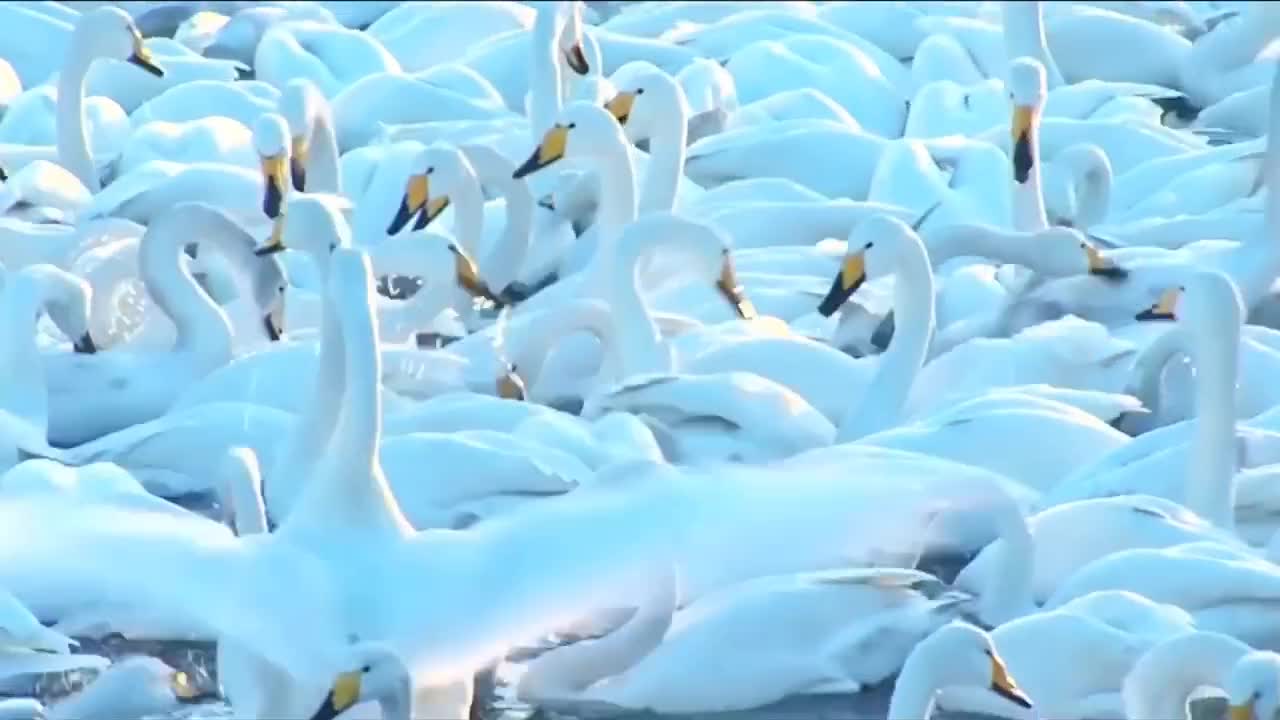 在荣成真的有一片名副其实的天鹅海你真的不想来么