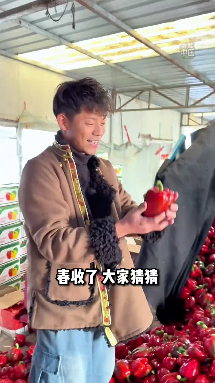 一车辣椒能卖多少钱新农人许多告诉你答案思路打开寿光的春天可不是只耕种