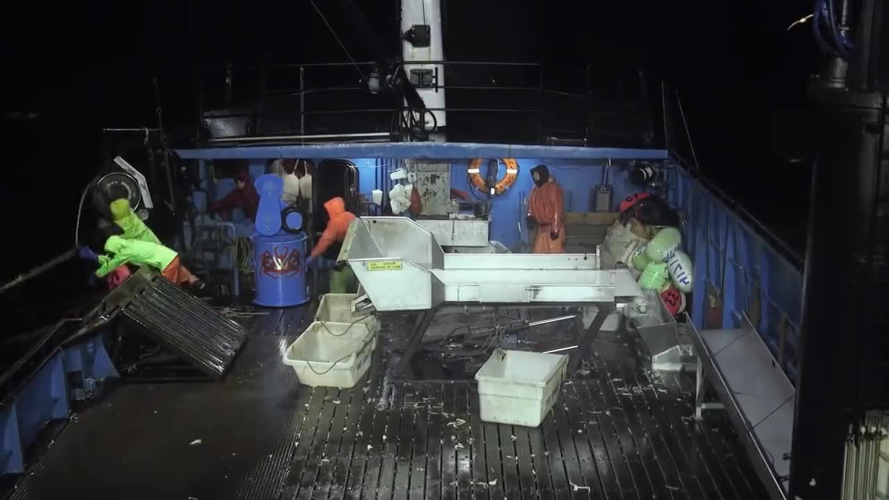 有着未来粮仓之称的南极磷虾就算全世界的人一起吃也吃不完