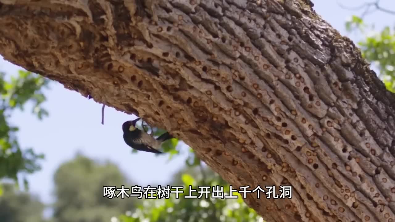 你吃过这种松子吗巴西松子坚果中的天花板修长饱满越吃越香