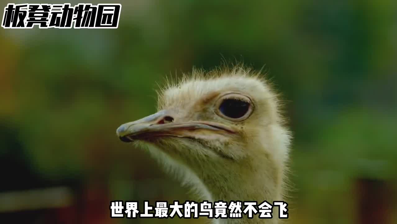 最大的鸟不会飞孔雀只会臭美