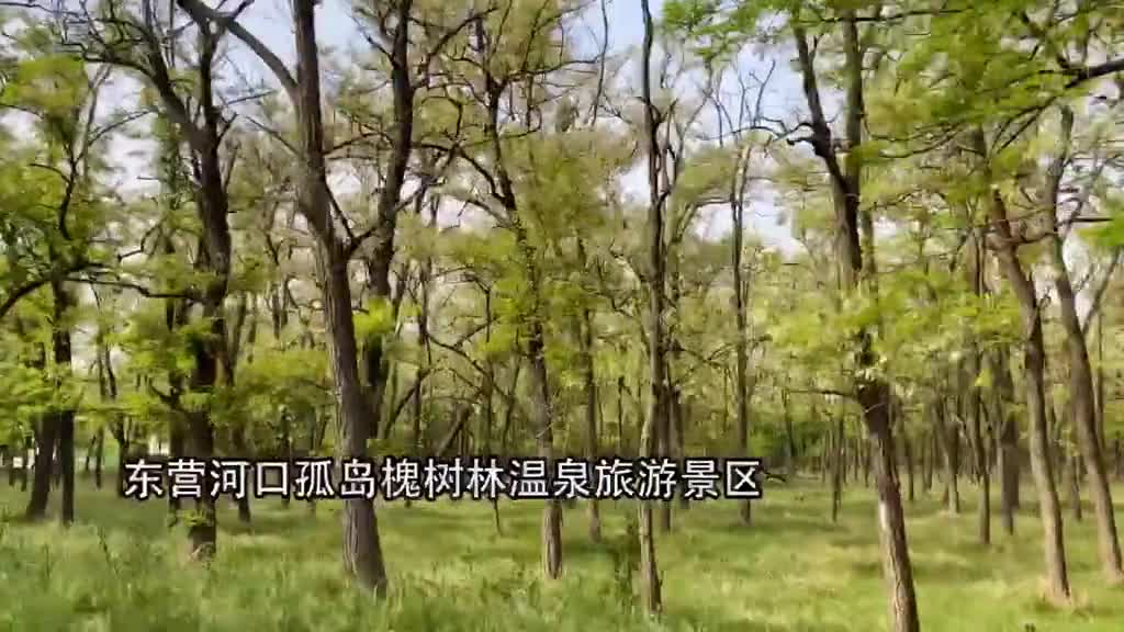 你见过万亩槐林吗7万亩槐花同时绽放置身孤岛槐树林满脑子都是童年时散发着香甜的回忆