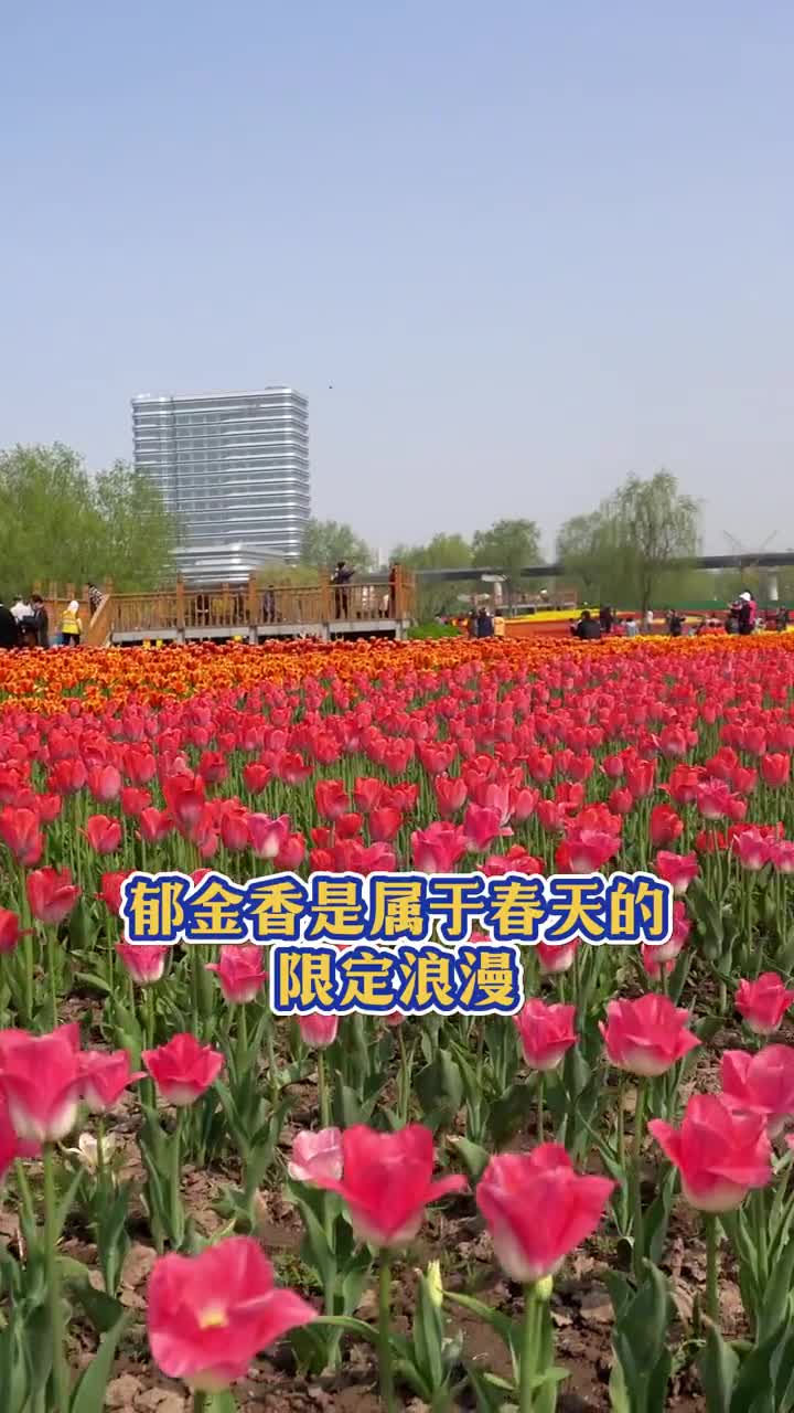 4月的浪漫是郁金香给的来山东奔赴一场郁金香花海吧