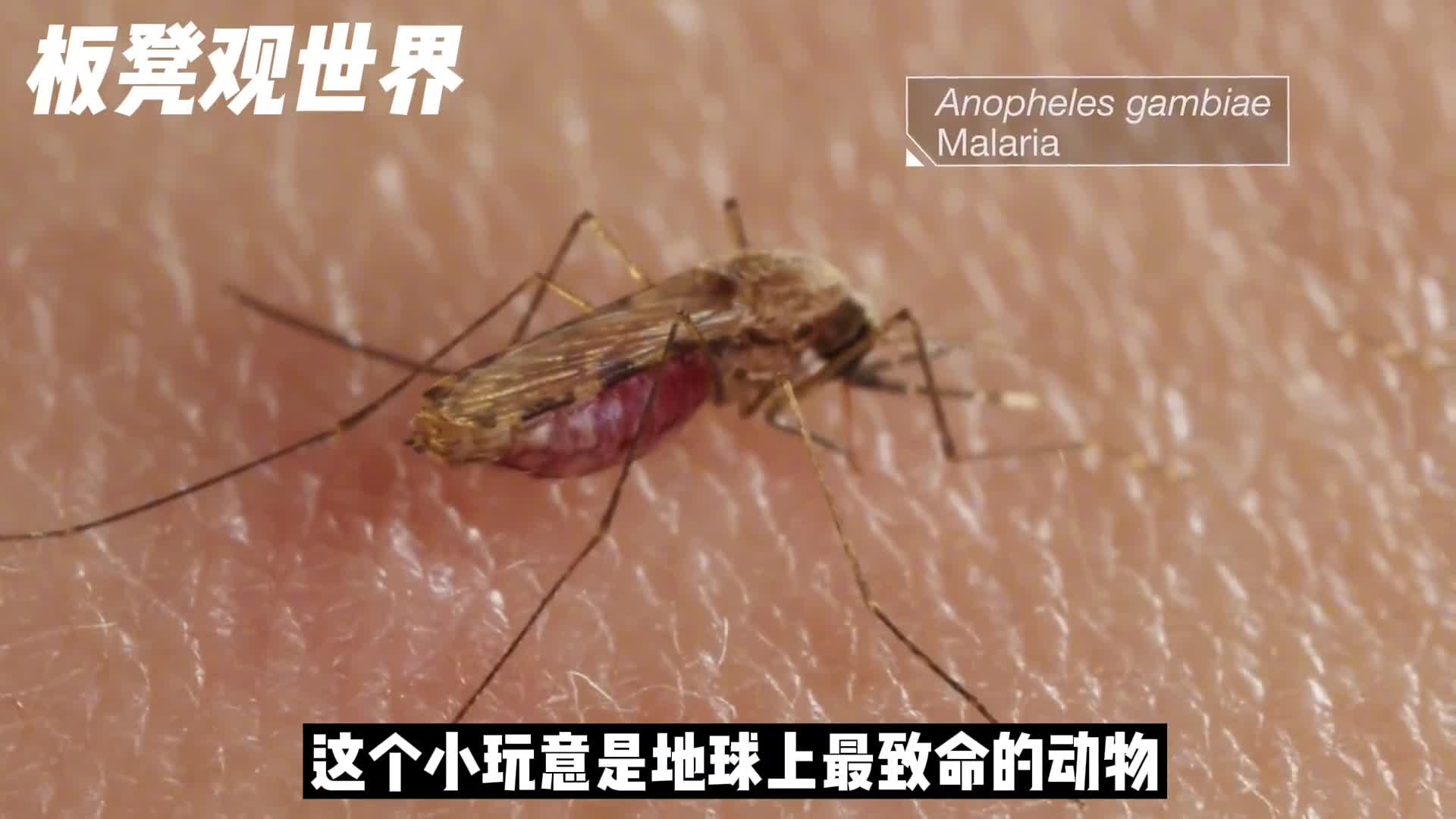 蚊子到底有多可怕