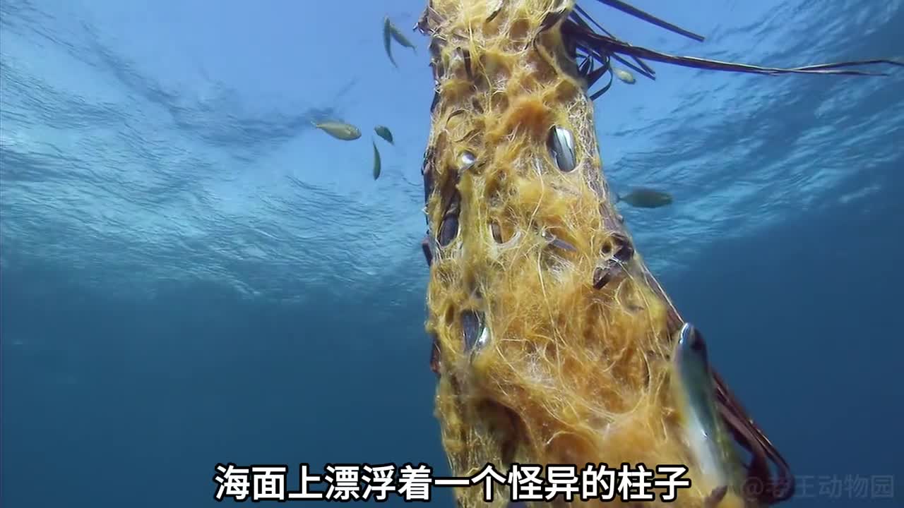 究竟是什么原因让小鱼自取灭亡