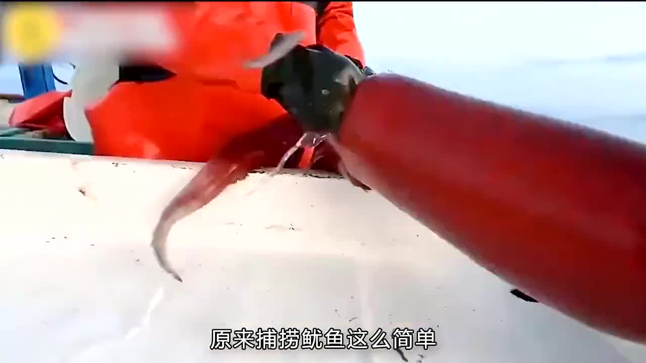 原来鱿鱼是钓上来的