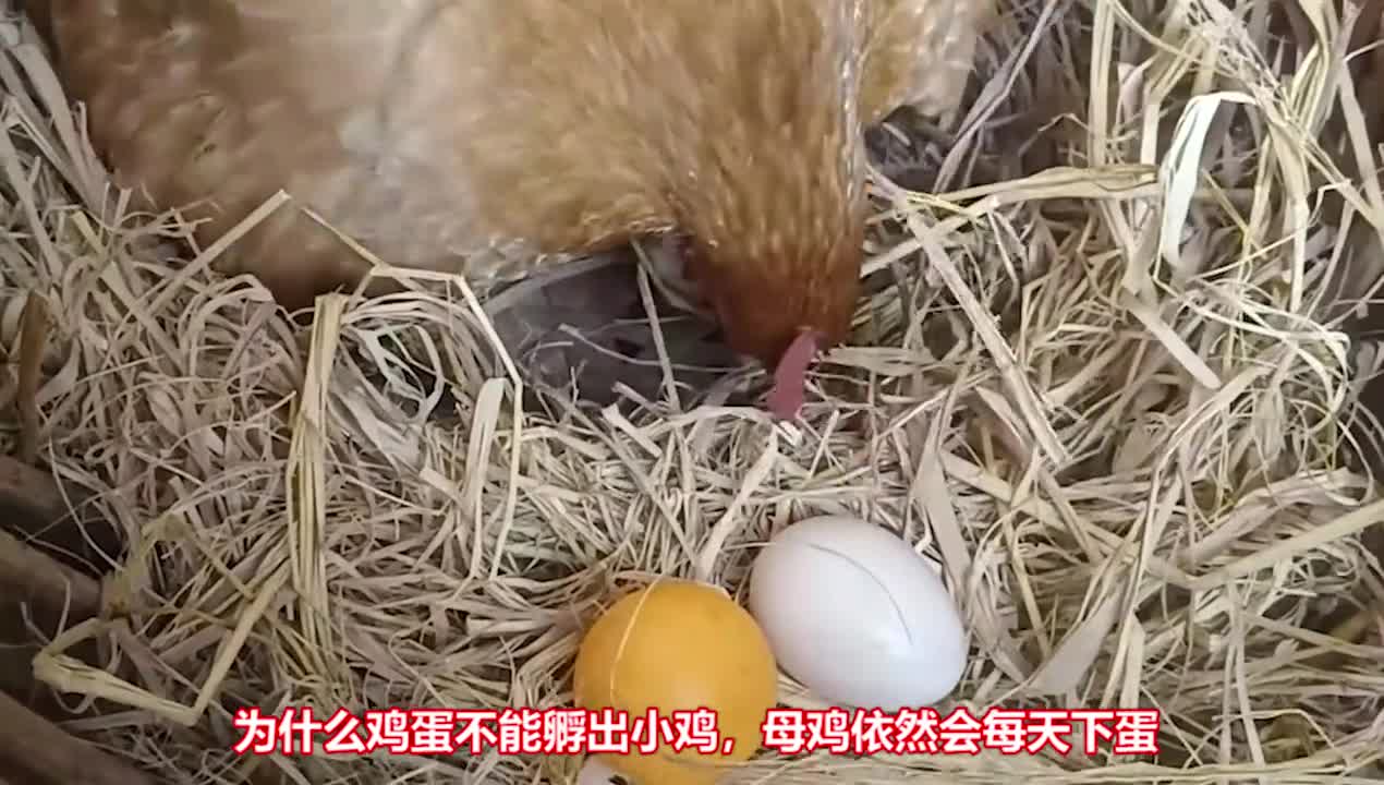既然鸡蛋不能孵出小鸡为什么母鸡还要每天下蛋