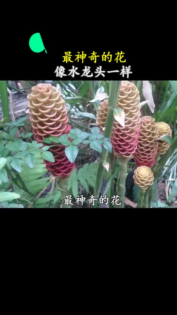 像水龙头一样的花倒出来的水还能驱蚊