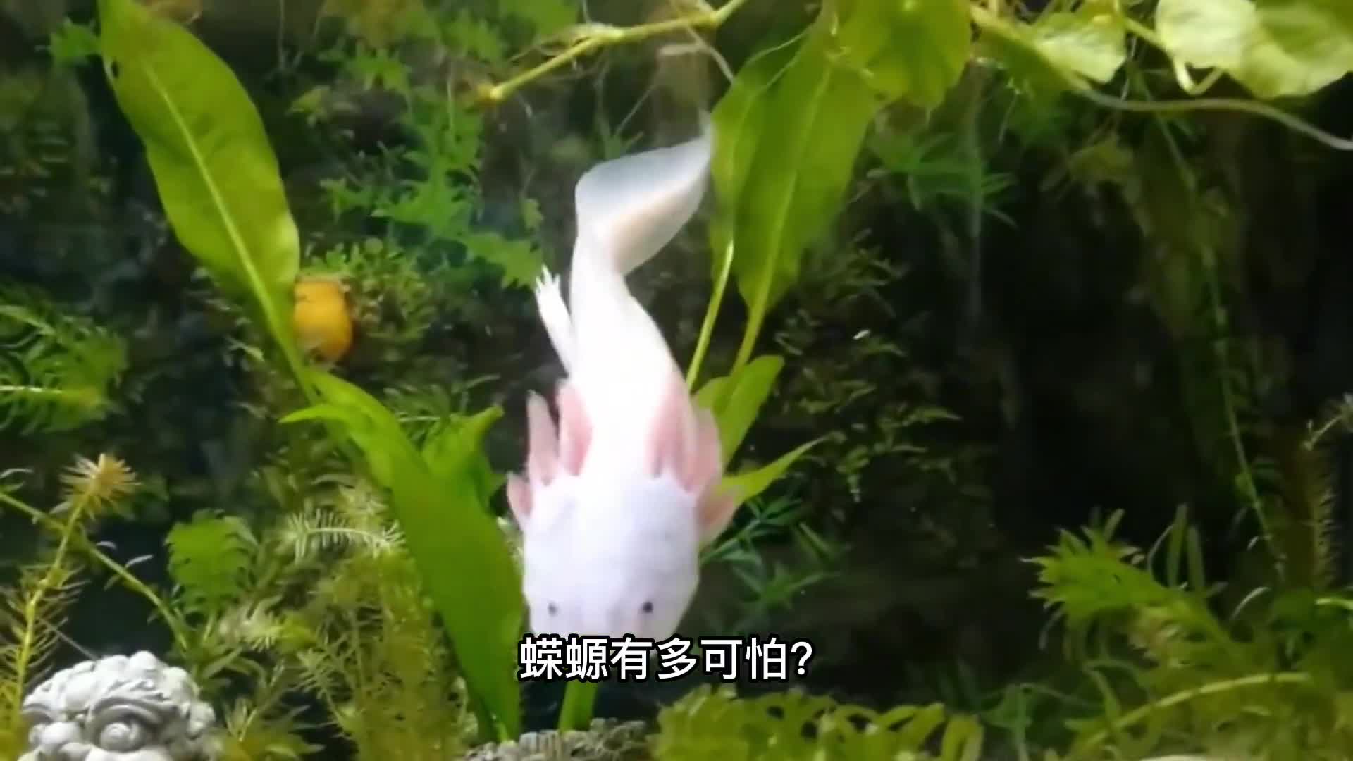 不死蝾螈有多可怕为何常现走私名中它究竟是什么