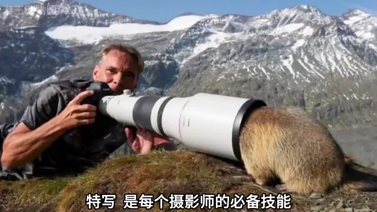 野生动物到底是怎么拍的