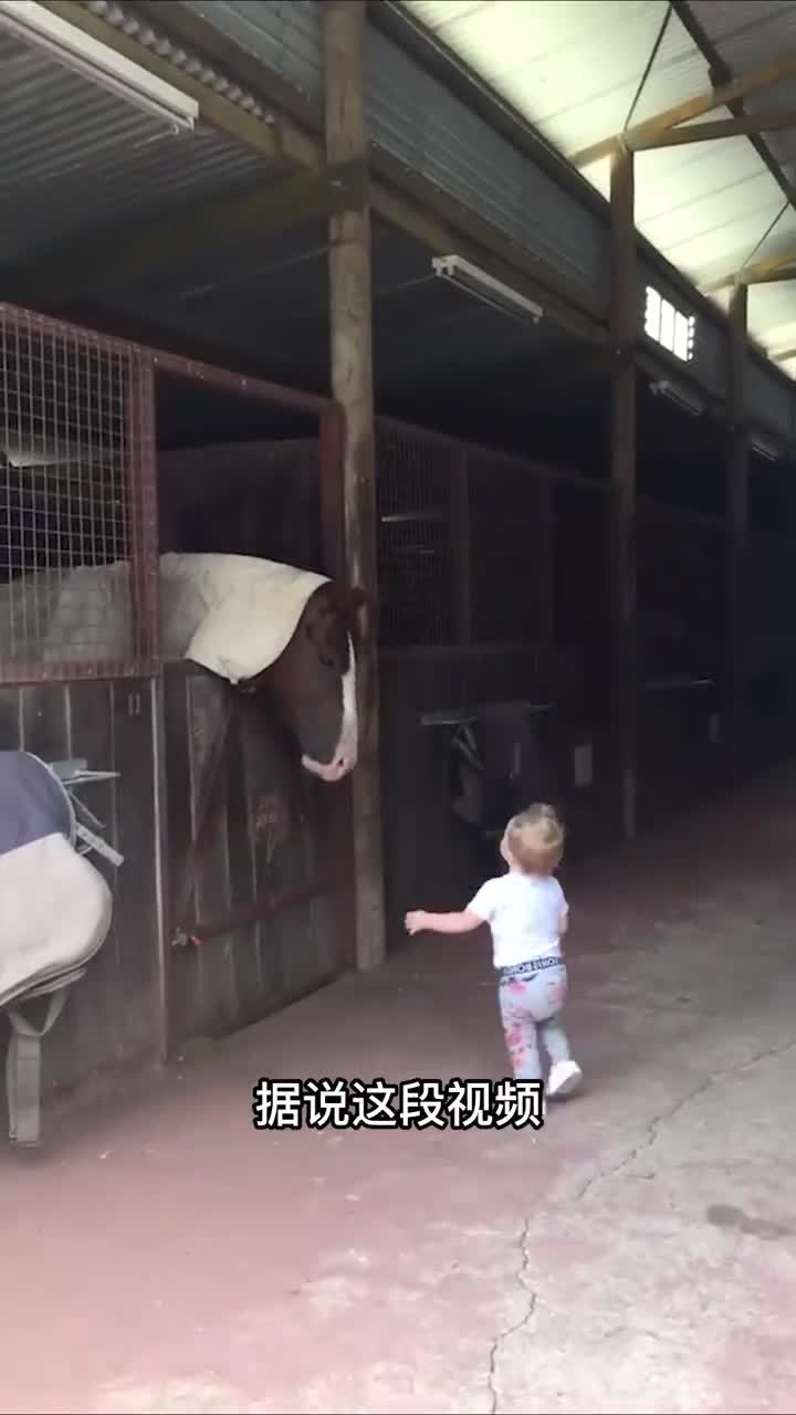 这些马的智商超过了200