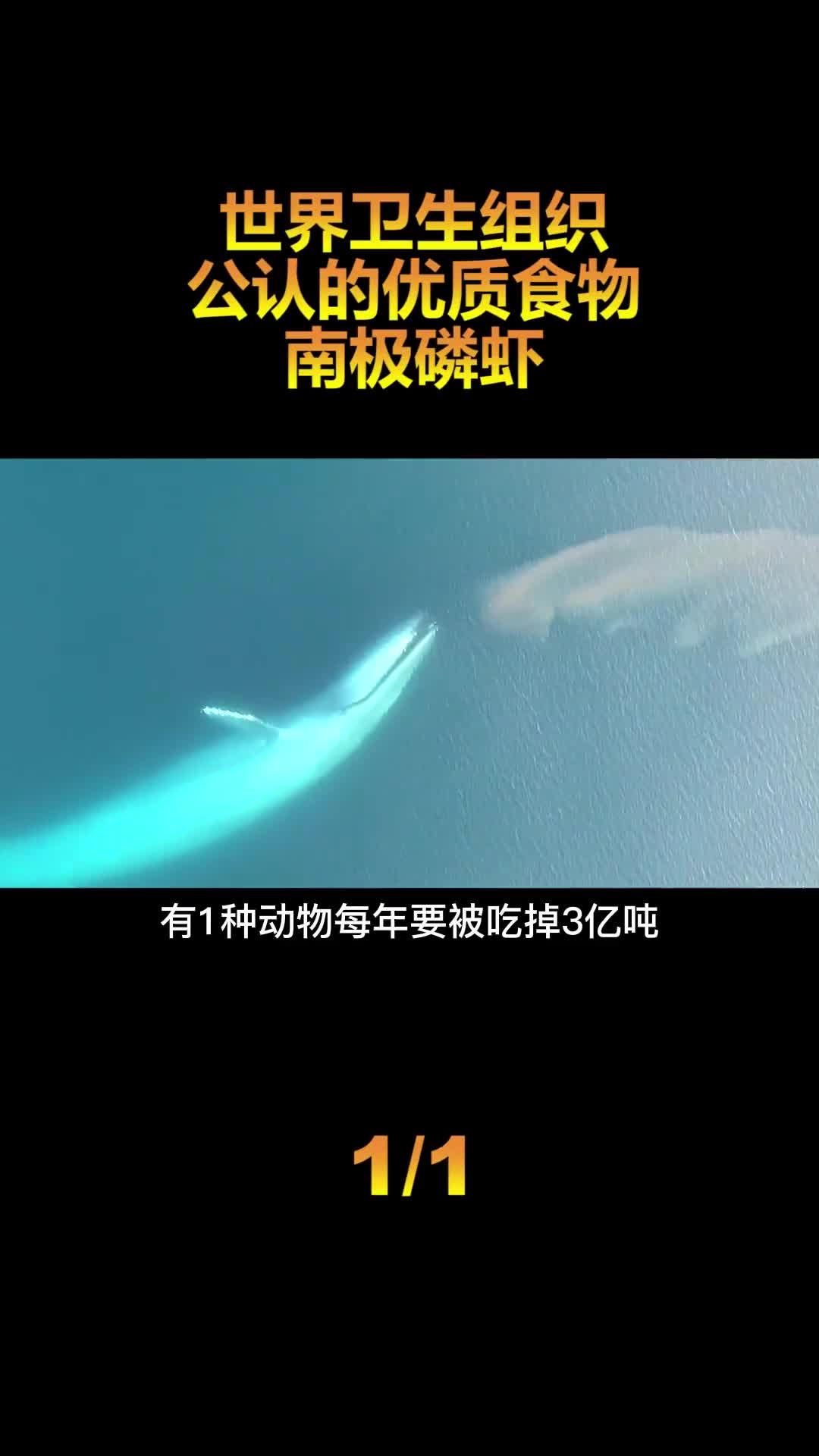 南极磷虾每年被吃3亿吨都不会灭绝