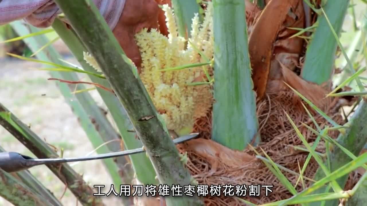 对男人特别友好怪不得中东土豪特别爱吃