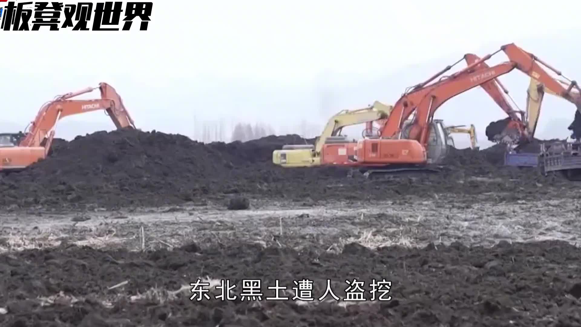 极速科普盗挖黑土的那帮人什么目的