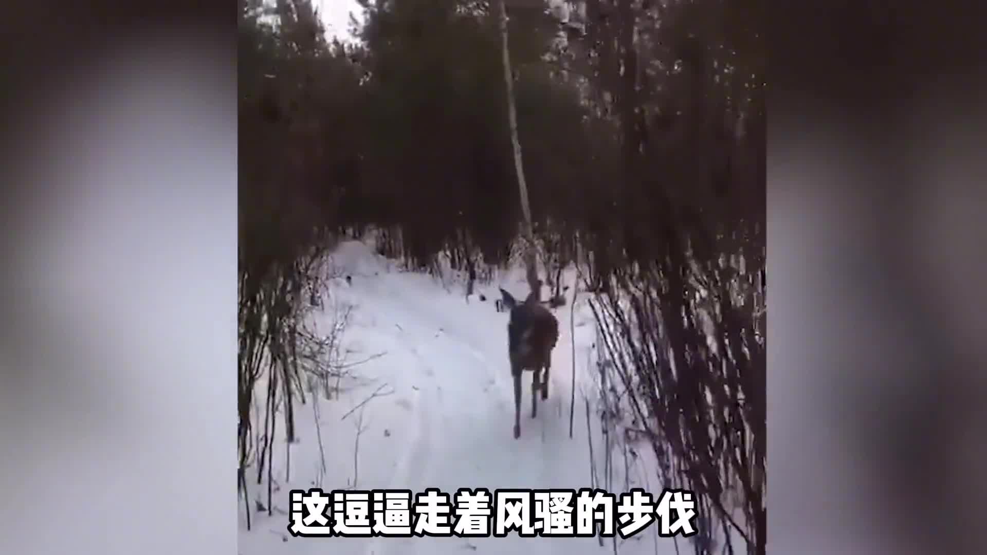 东北神兽傻狍子到底有多傻