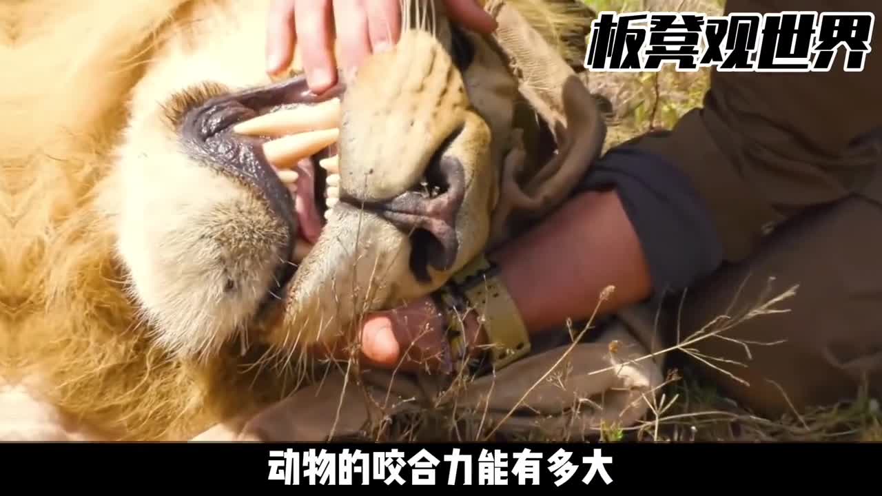 动物的咬合力排行榜和你想象中不一样