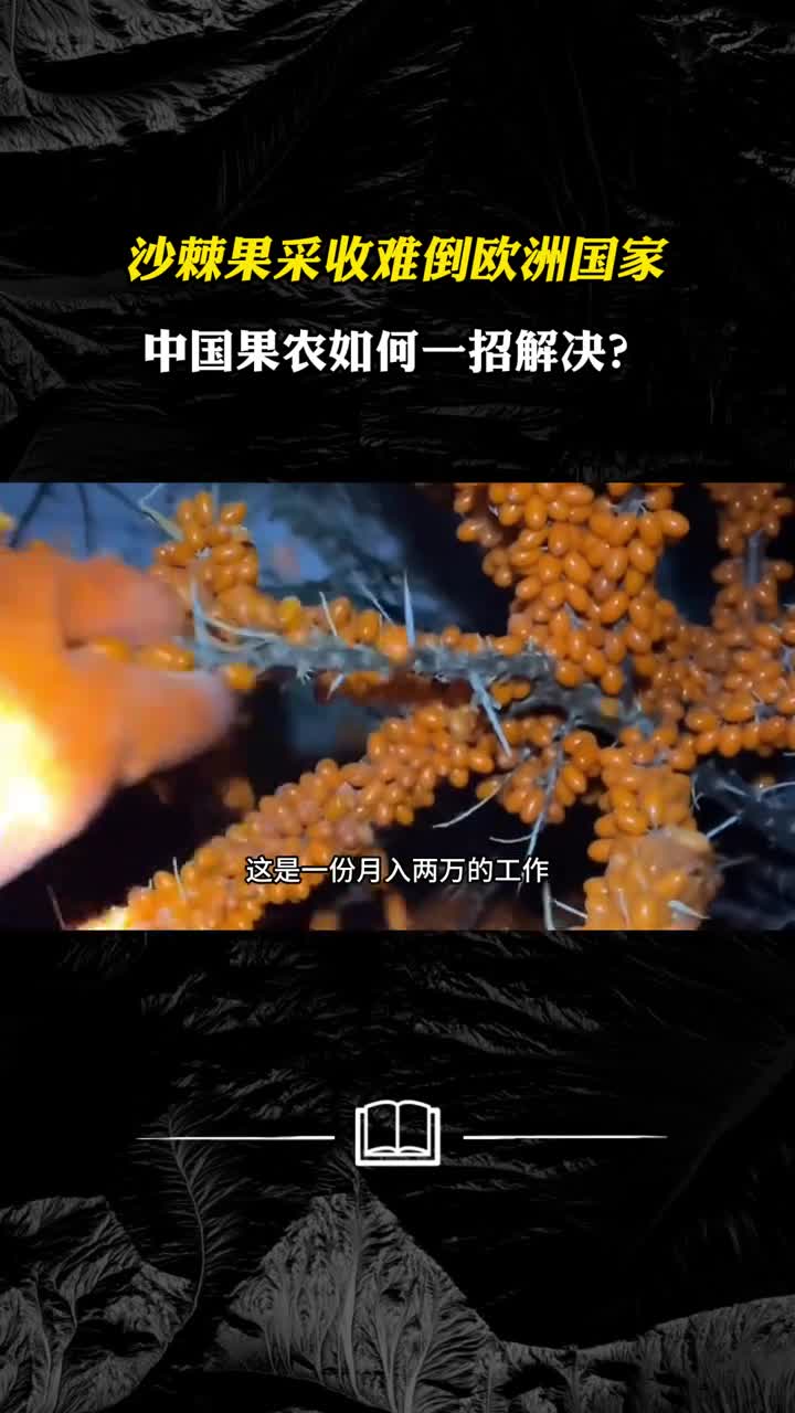 沙棘果采收难倒欧洲国家中国果农如何一招解决