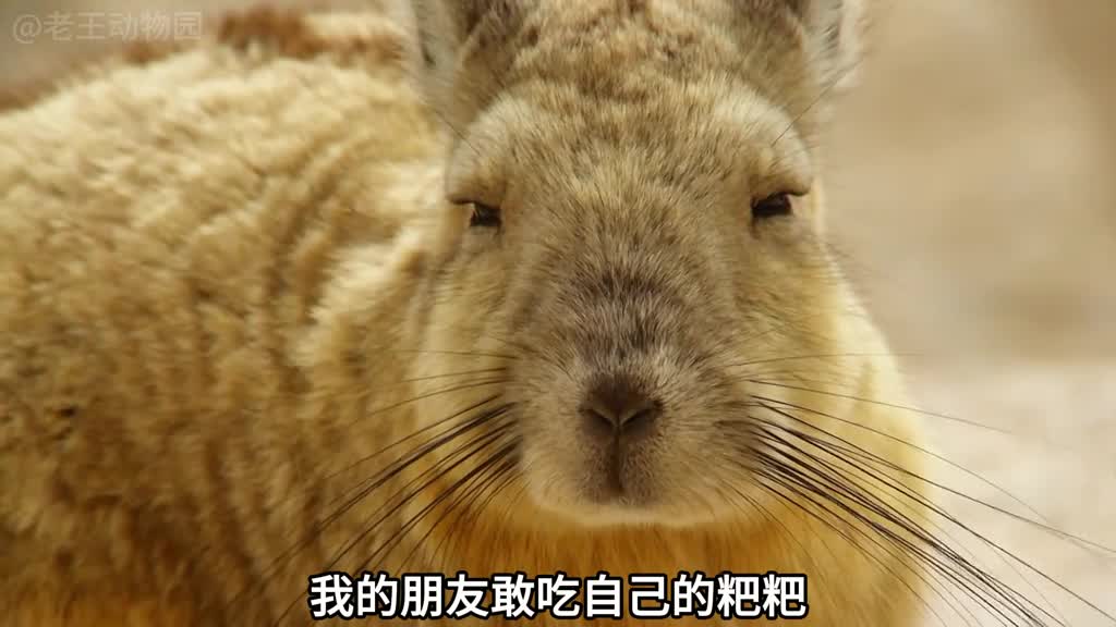 每天起床的第一件事就是吃粑粑