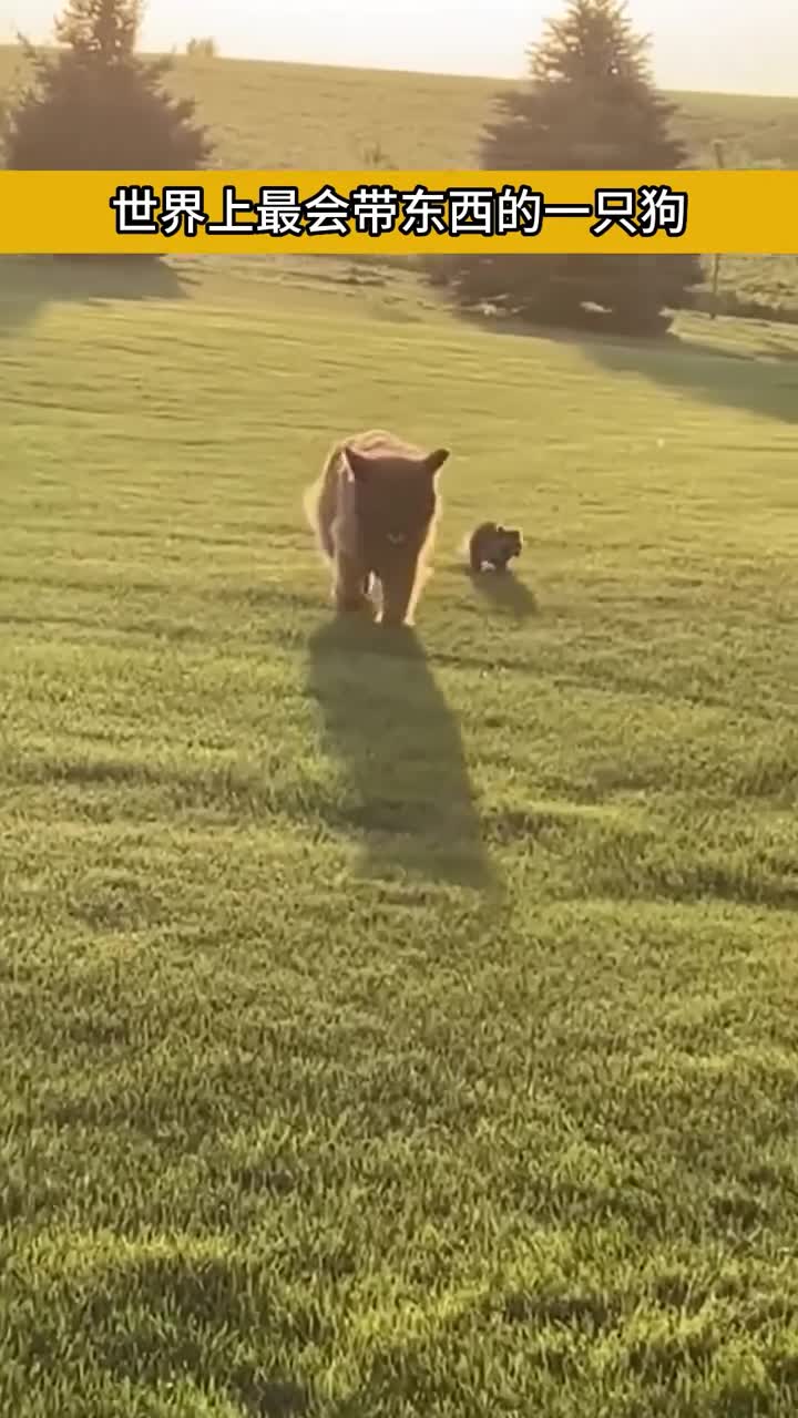 世界最会带东西的狗狗