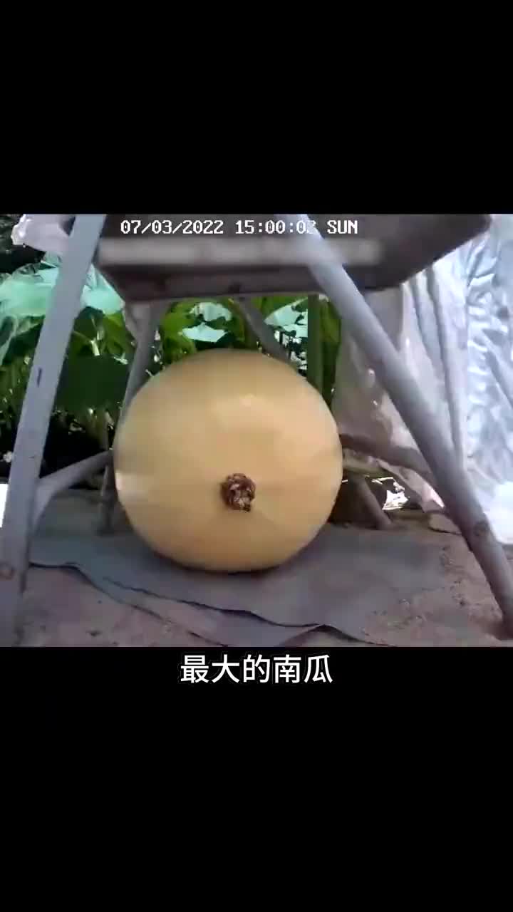 世界上最大的南瓜大开眼界