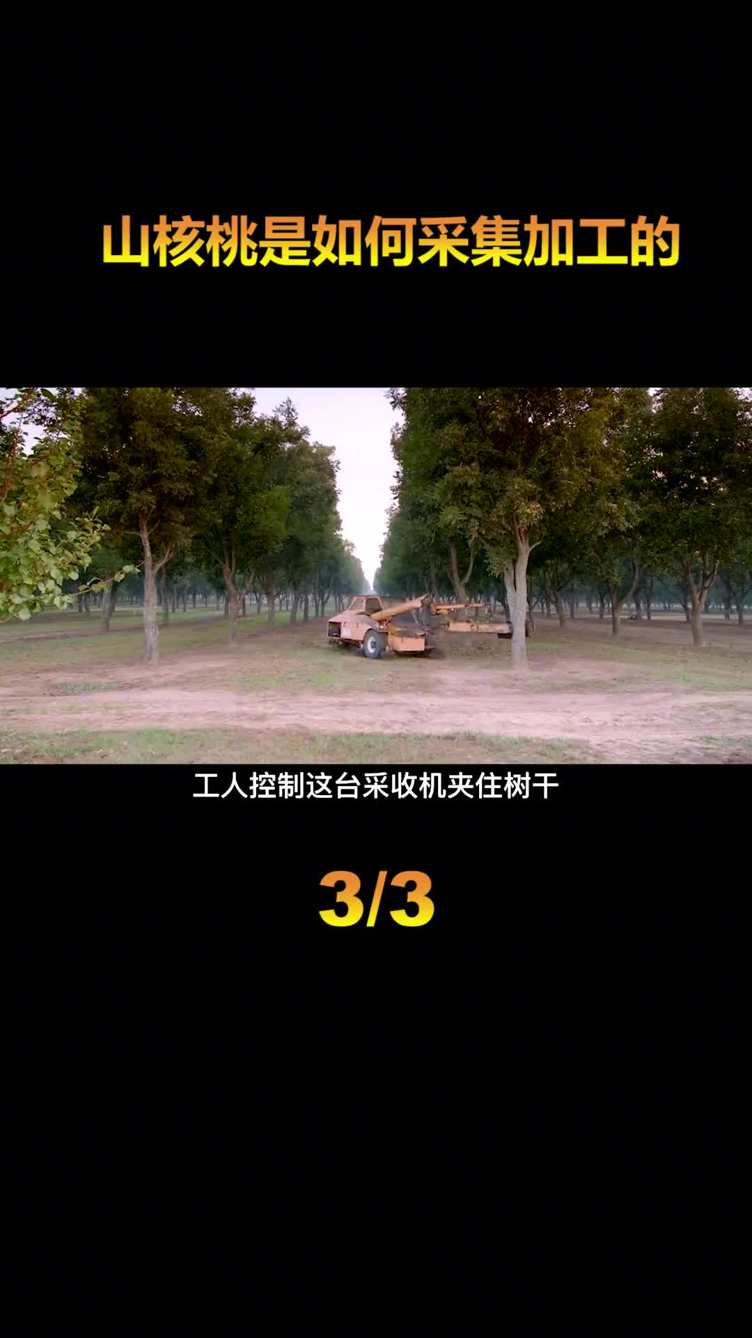 美国山核桃是如何生产的从采摘到成品全部是机械化操作