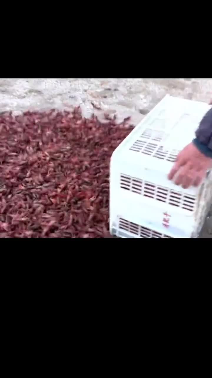 当你晚上饿肚子的时候你就知道一碗小龙虾拌面是多么伟大的发明了