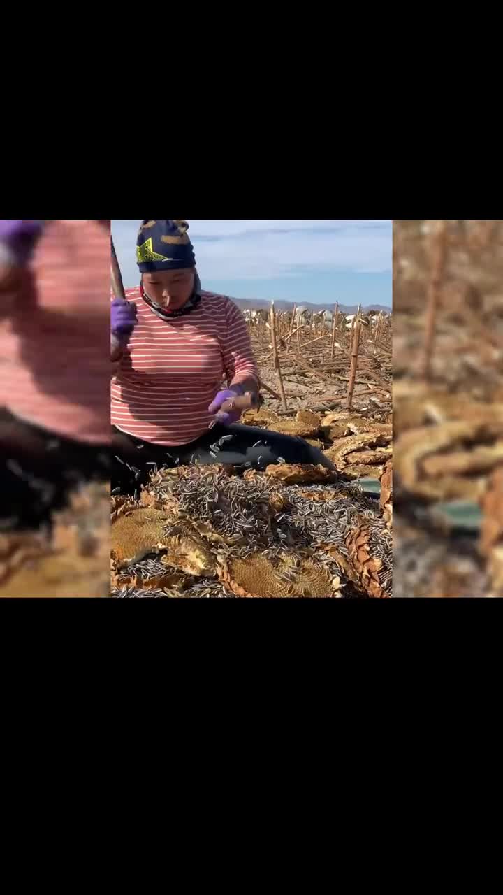 你知道瓜子是如何采收的吗