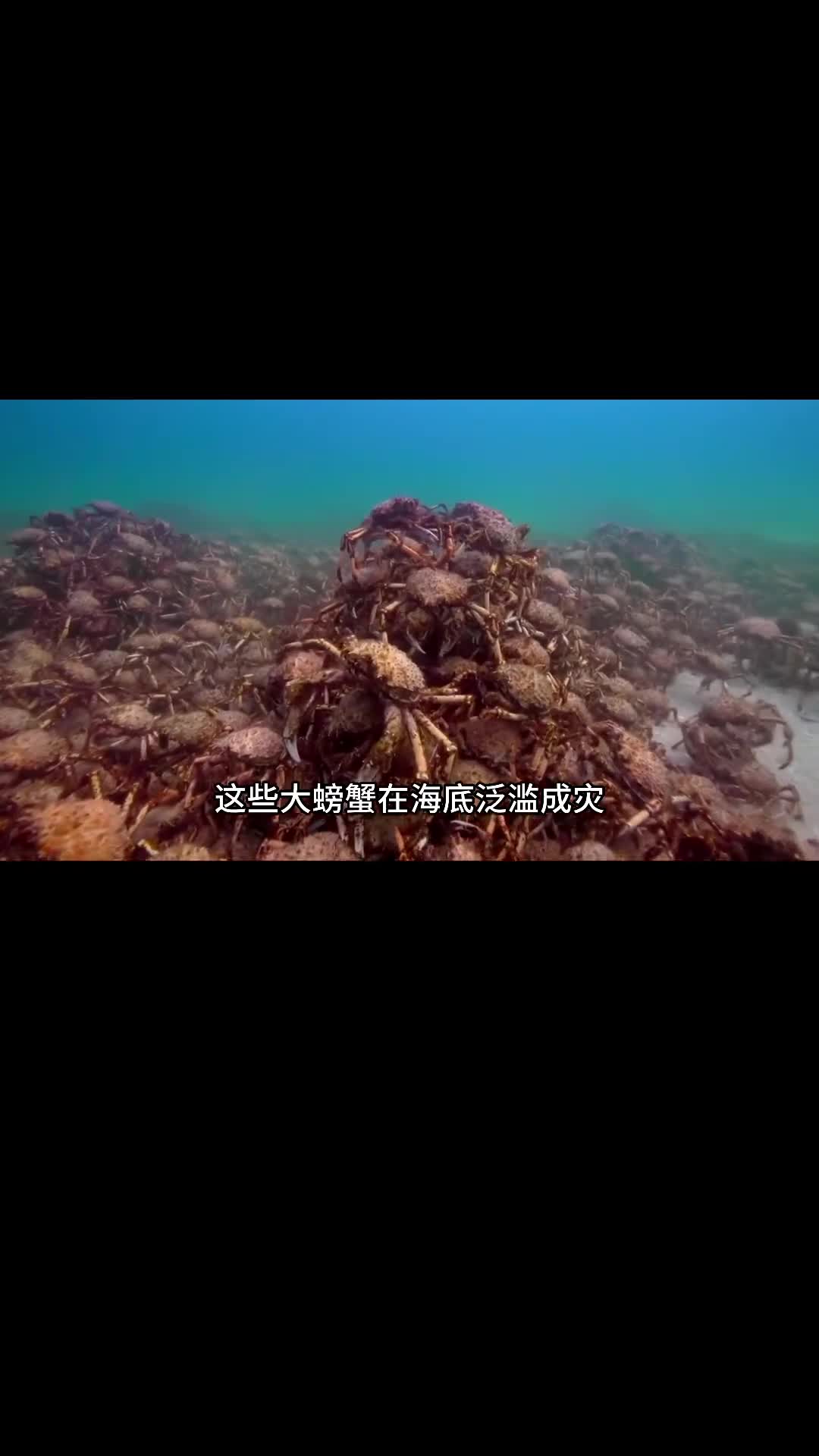 据说你每吃一只帝王蟹都是在拯救地球这是真的吗