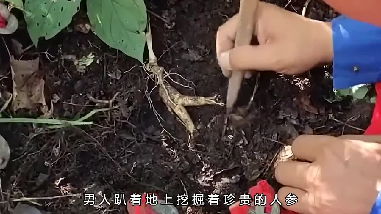 每片含300毫克的镁12毫克的核心成分就是海参粉和人参粉一天吃两片就够了锌还有维生素B1和b2