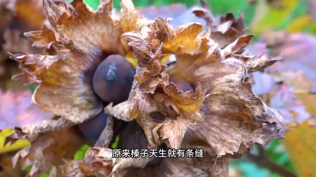 超大颗的东北大榛子