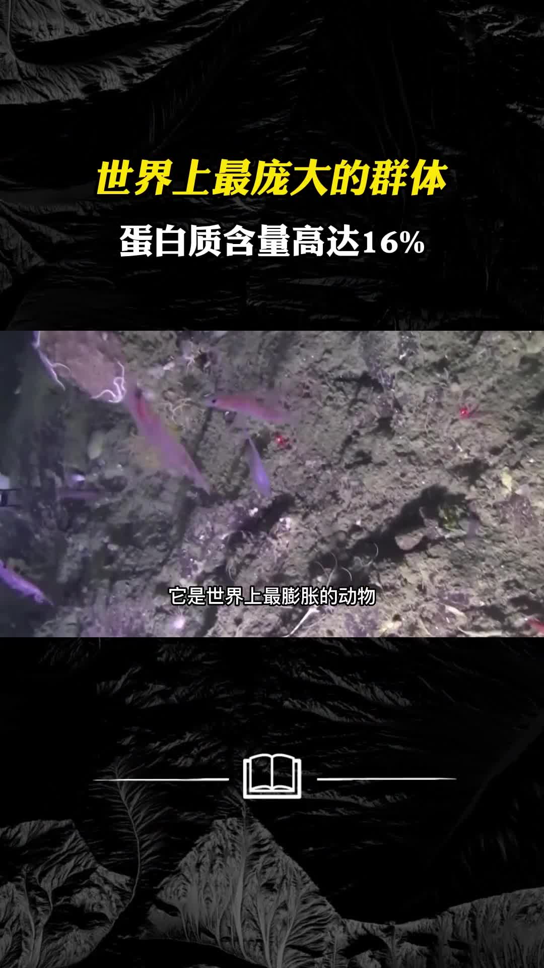 世界上最庞大的群体蛋白质含量高达16是蓝鲸最爱的食物