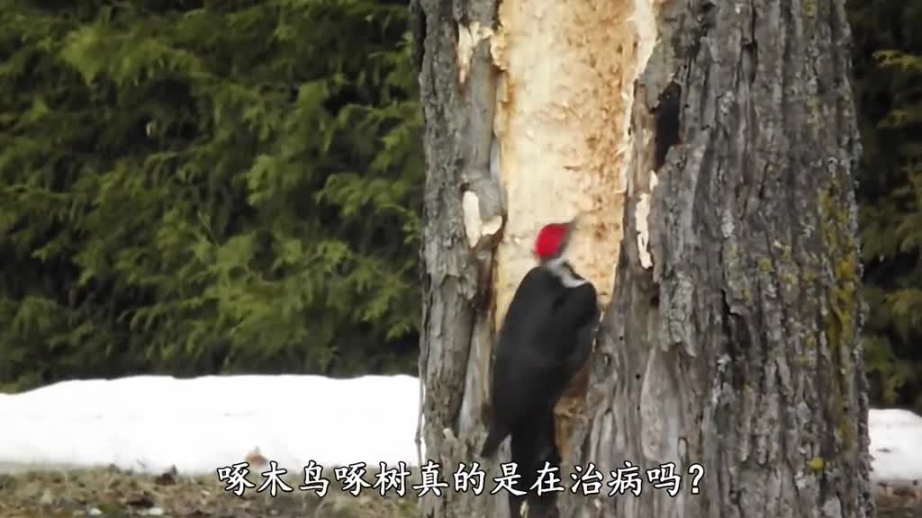 啄木鸟啄树真的是在治病吗别再被骗了这简直就是庸医啊