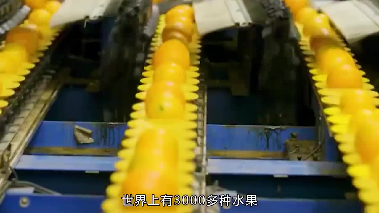 奇异果是不是猕猴桃