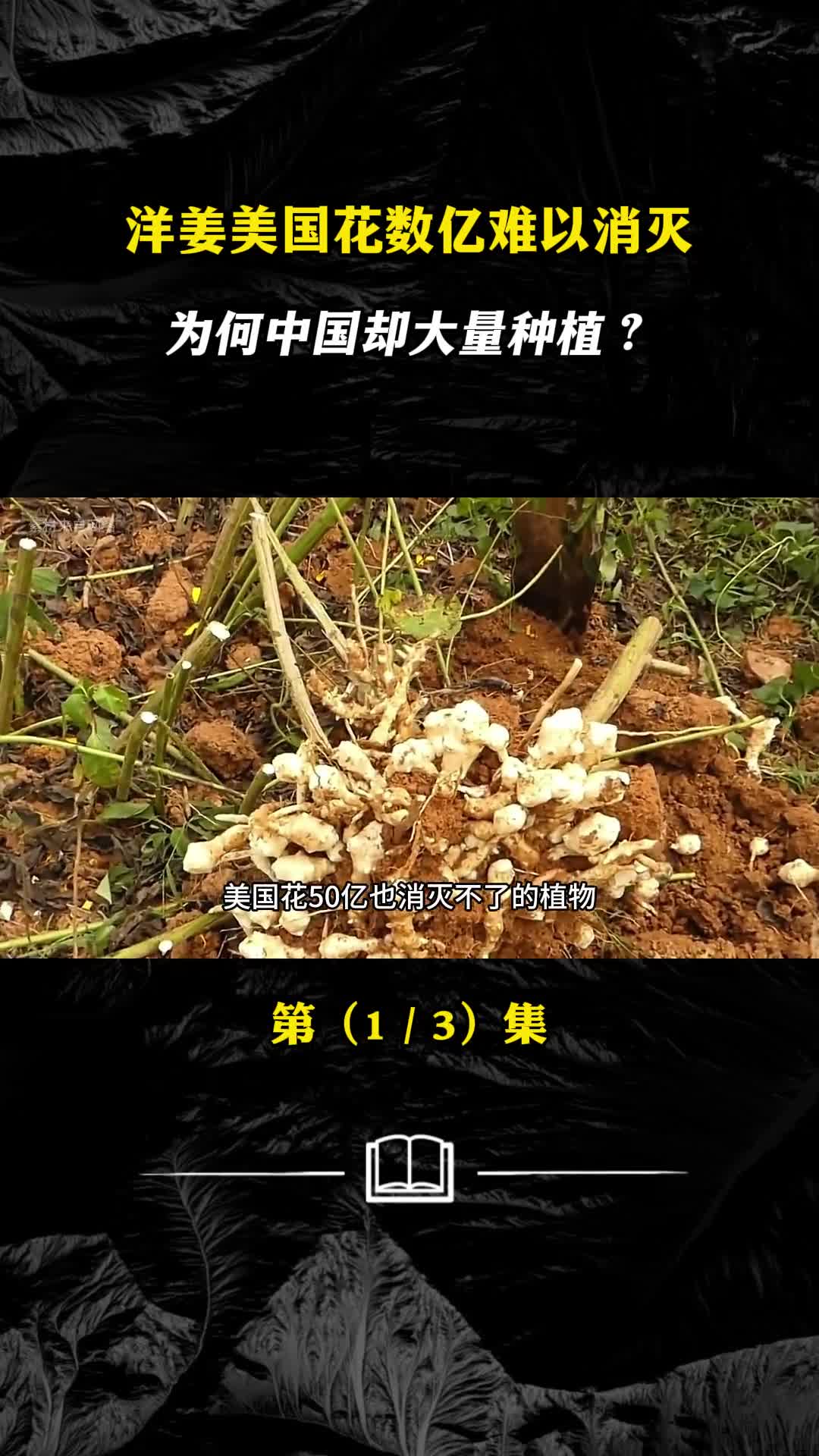 洋姜美国花数亿难以消灭为何中国却大量种植