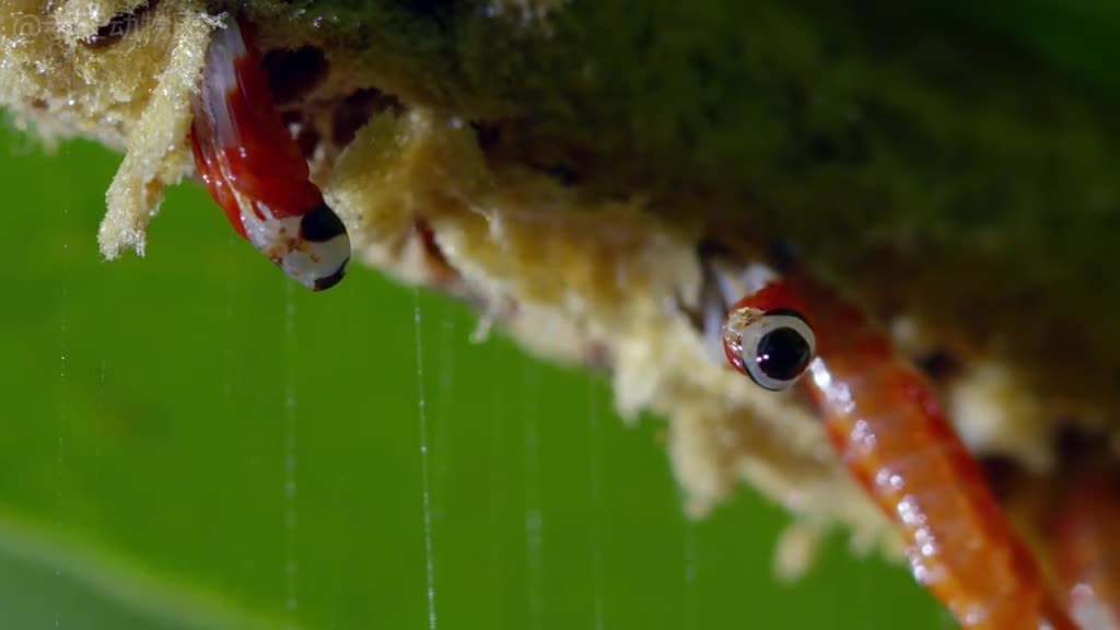 兰花螳螂迎娶白富美走上螂生巅峰