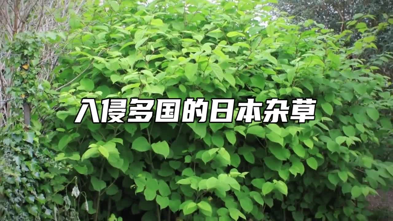 入侵多国的日本杂草花63亿都消灭不了却在中国翻了车