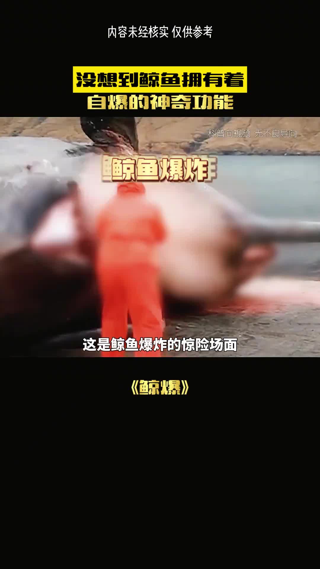这是鲸鱼爆炸的明场面