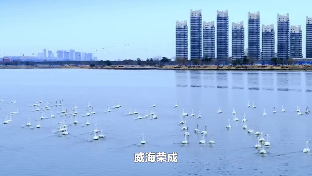 凌波仙子如期而至冬季精灵每年都从寒冷的西伯利亚翩翩归来