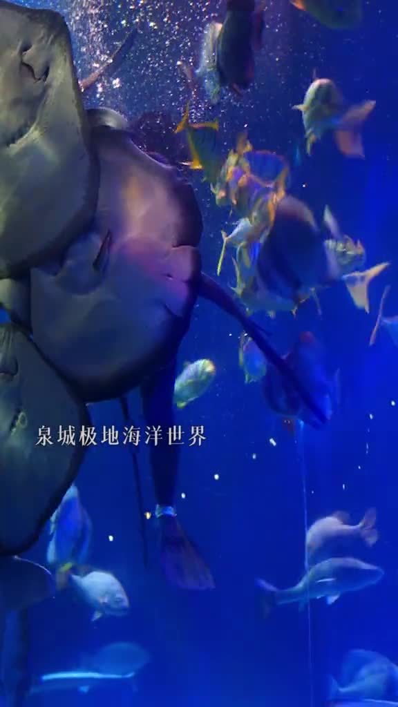 大家每天都要开心哦像魔鬼鱼一样笑