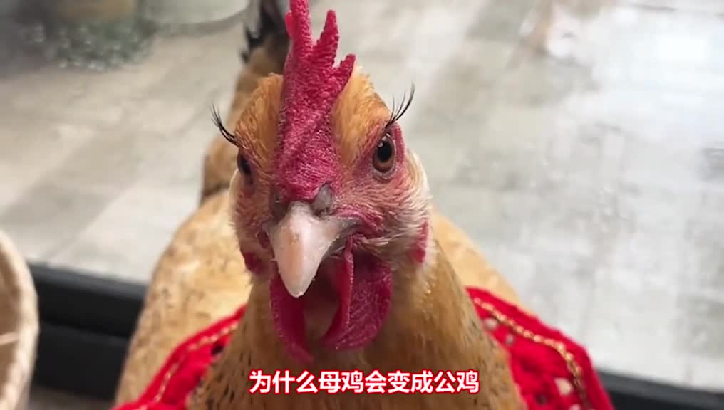 为什么母鸡会变成公鸡