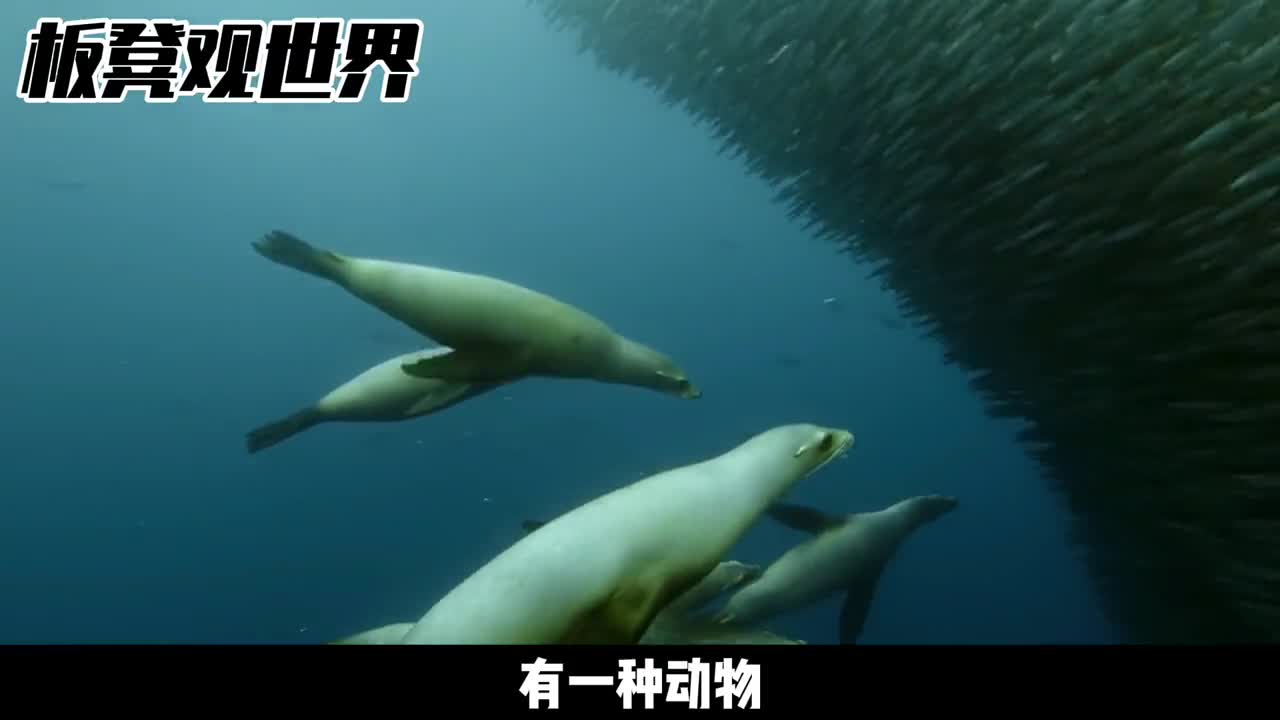 南极磷虾未来粮仓