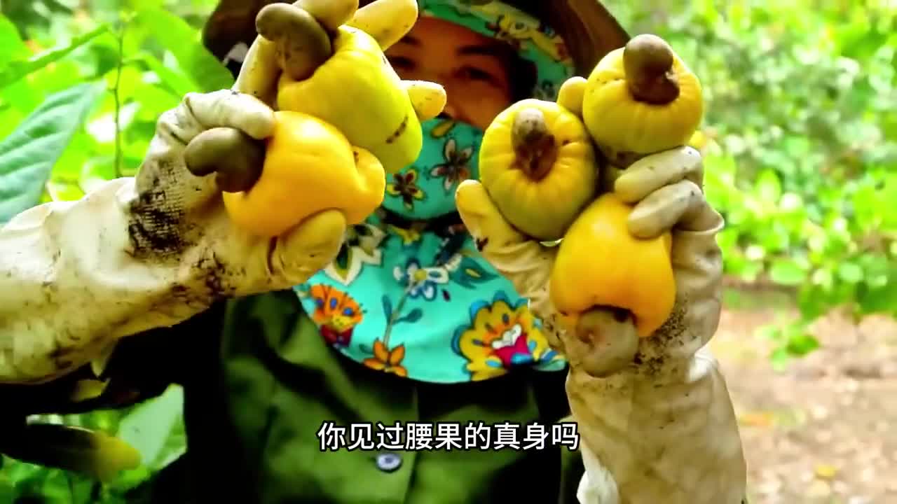 美味的腰果原来是这样加工的