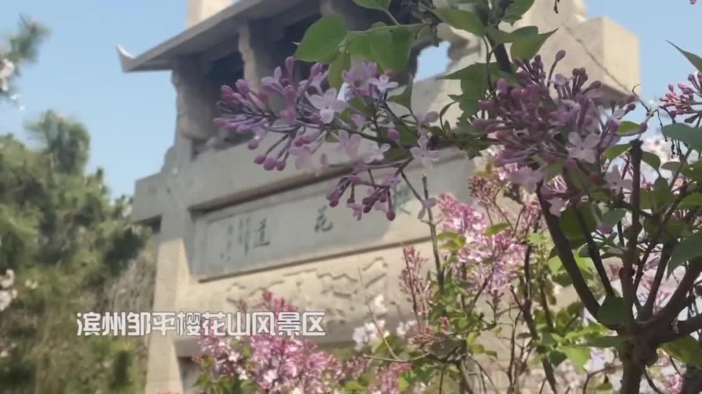 万株樱树十里花谷春天的第一场约会就从樱花山开始吧