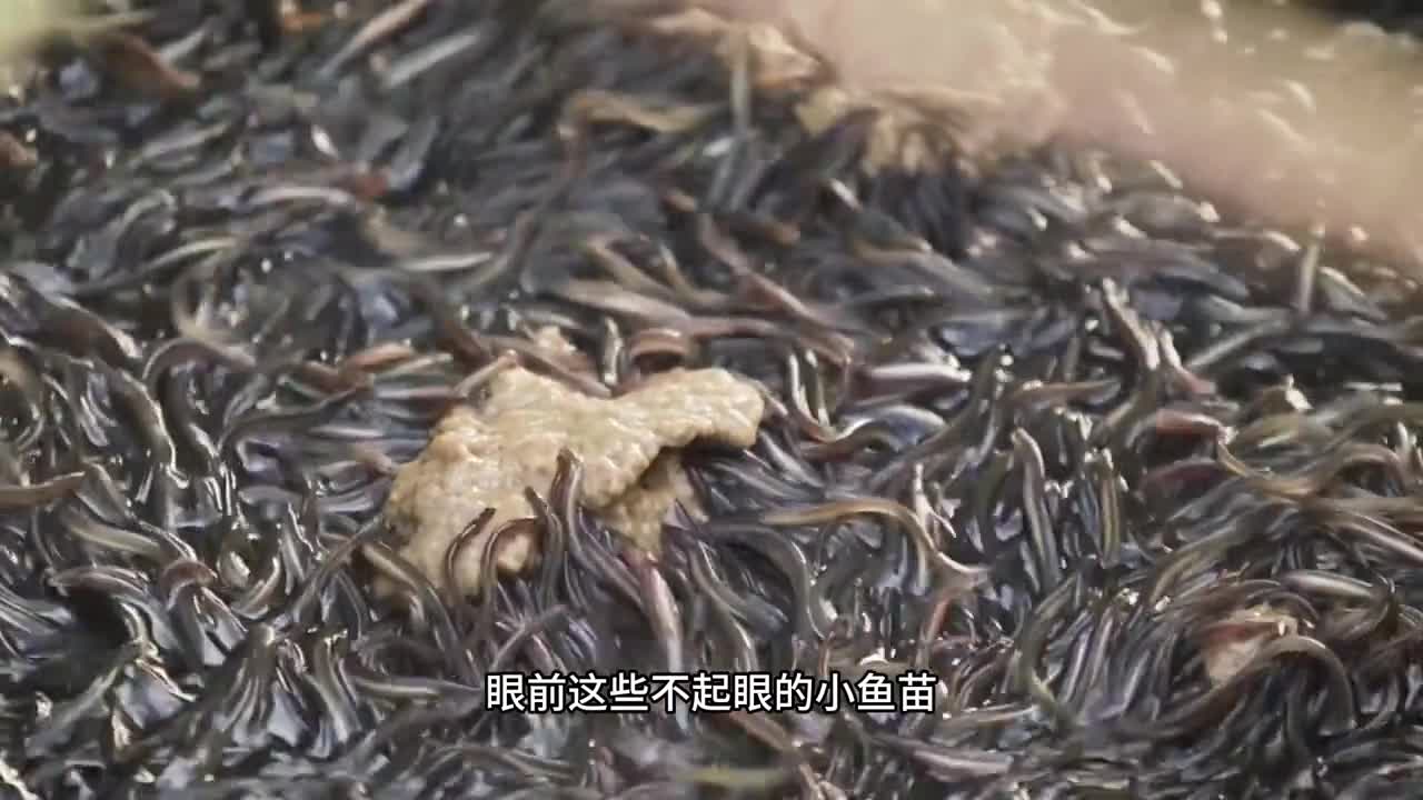 只需加热5分钟的蒲烧鳗鱼是如何制作的蒲烧鳗鱼为何如此受欢迎呢