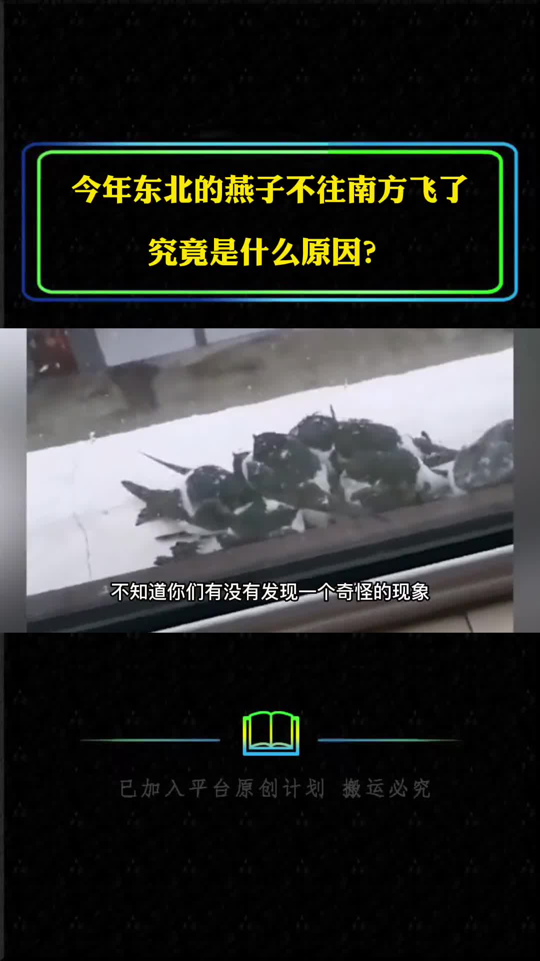 今年东北的燕子不往南方飞了究竟是什么原因