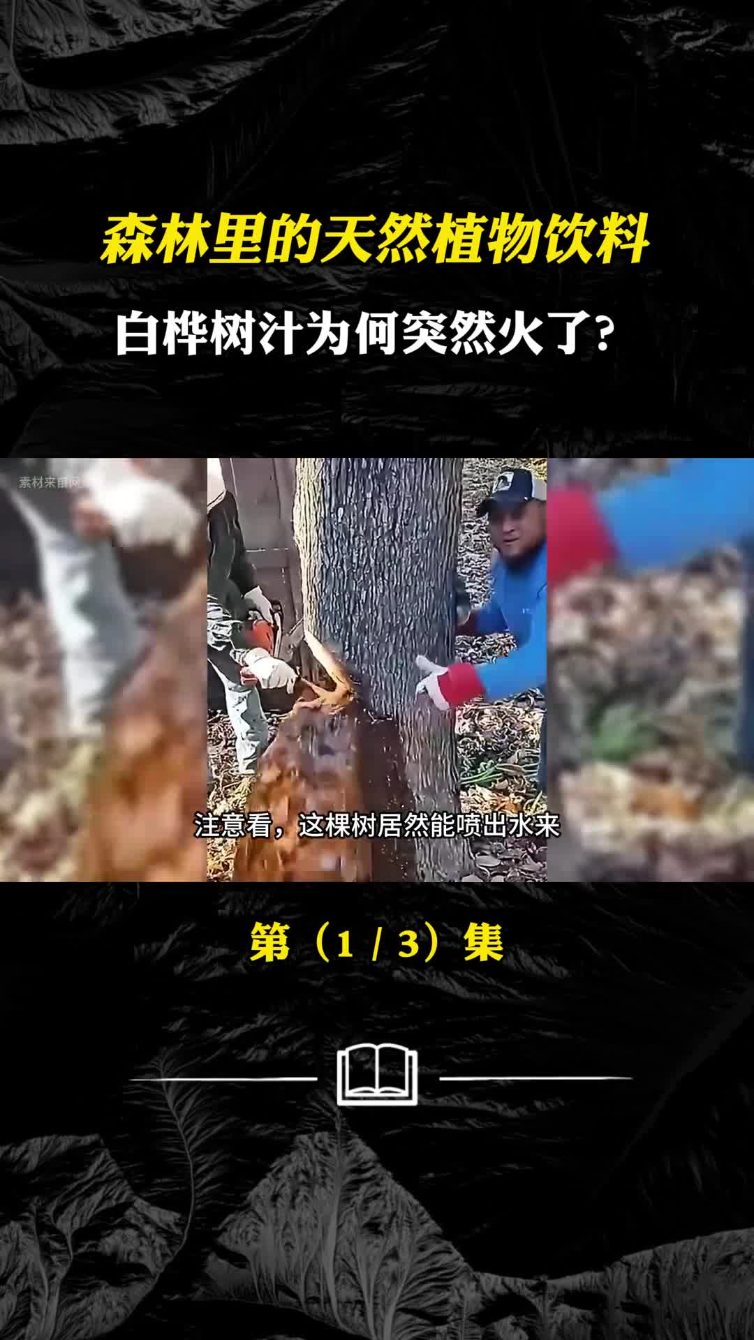 从树干中采集被称为液体黄金白桦树汁你们喝过吗